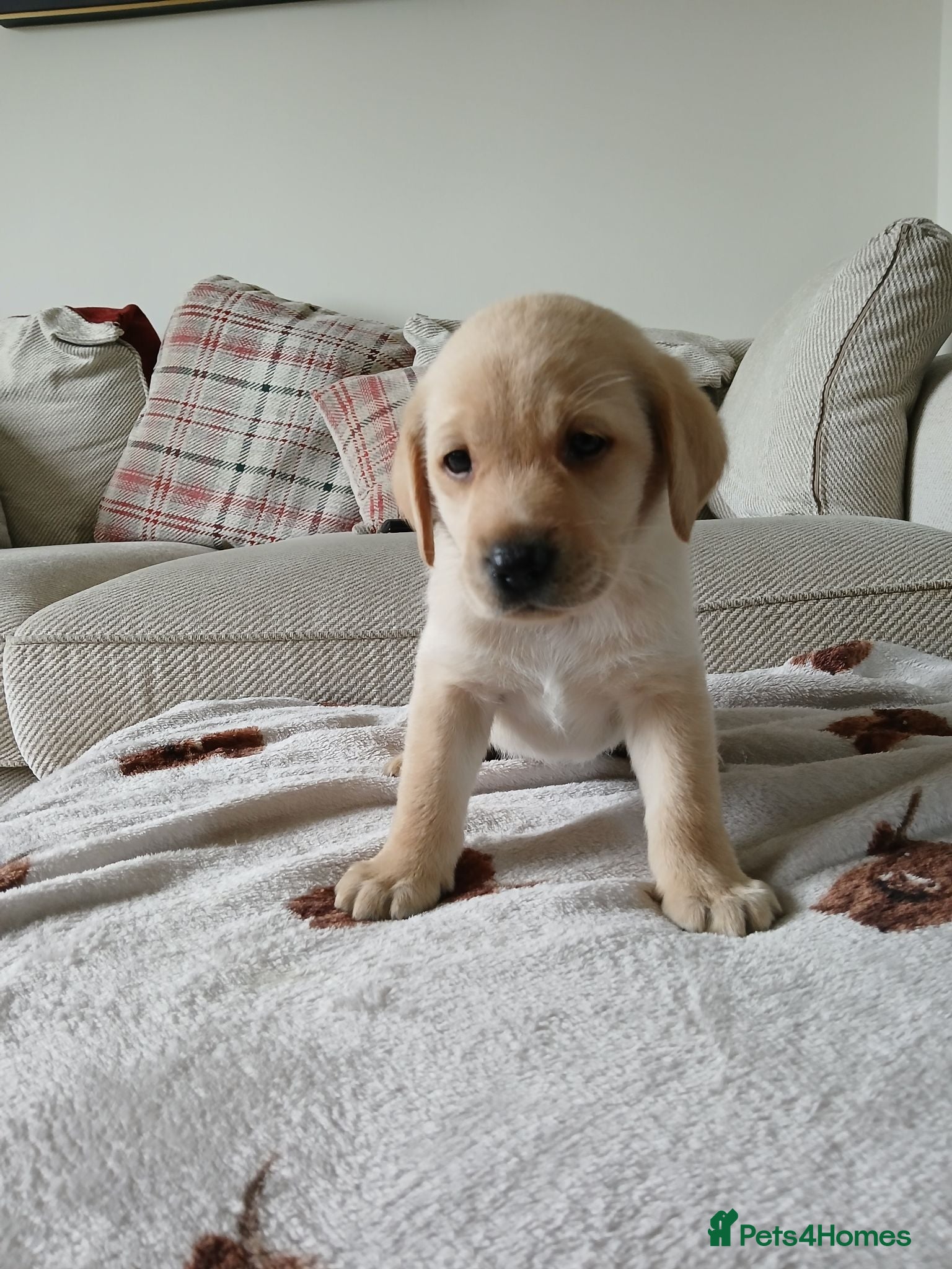 Labrador Retriever dogs K.C Reg Labrador Retriever Puppies for sale - Advert 12