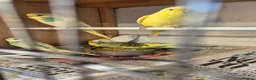 Budgerigars birds for sale: Beautiful baby budgies  in Oakham - Advert 4