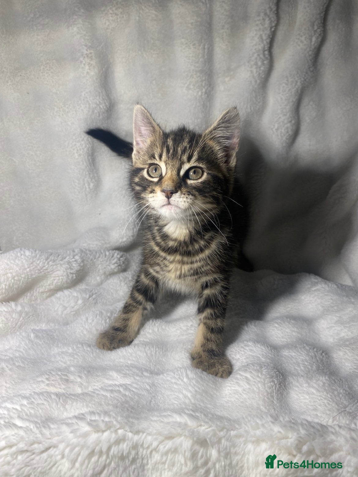 Mixed Breed cats 2 lovely kittens ready for their new home  - Advert 1