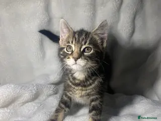 Mixed Breed cats 2 lovely kittens ready for their new home - Advert 1