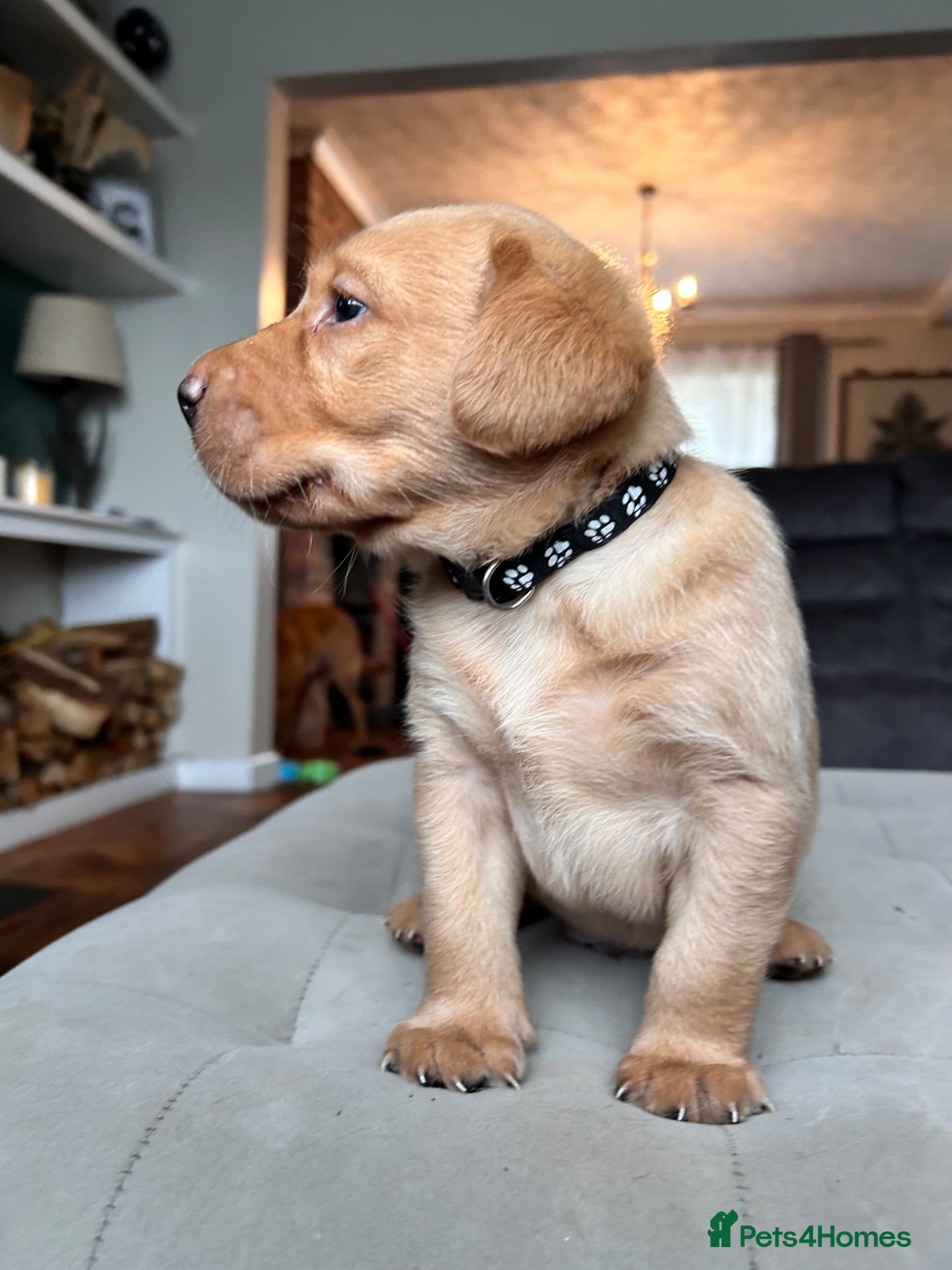Labrador Retriever Puppy 2