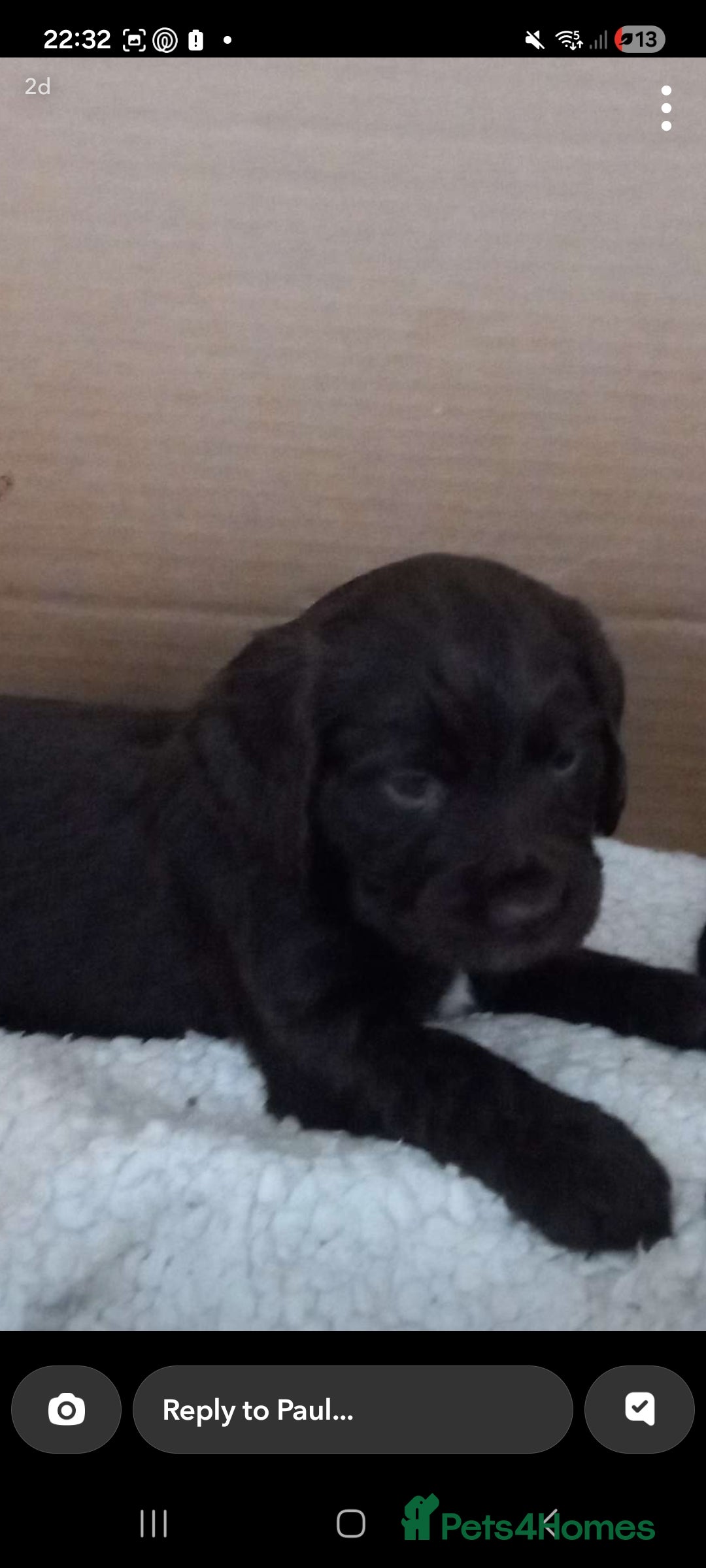 Cocker Spaniel dogs for sale: Cocker spaniels ready 21st December.  - Advert 2