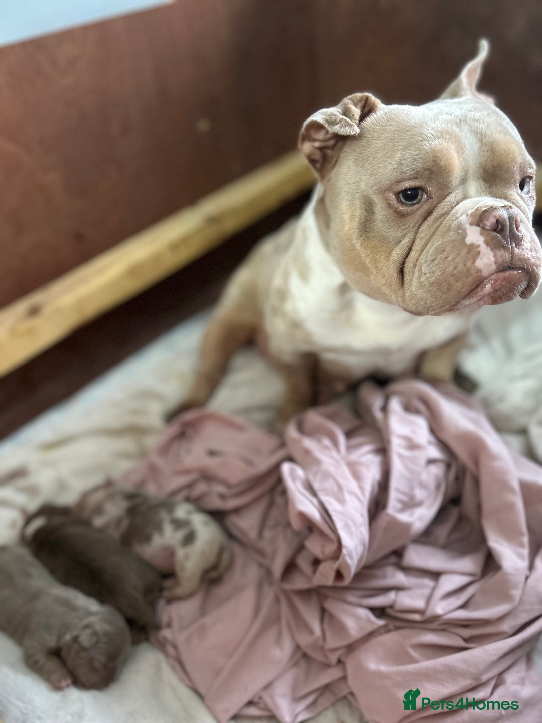 Mixed Breed dogs for sale: Pocket bully’s  - Advert 4