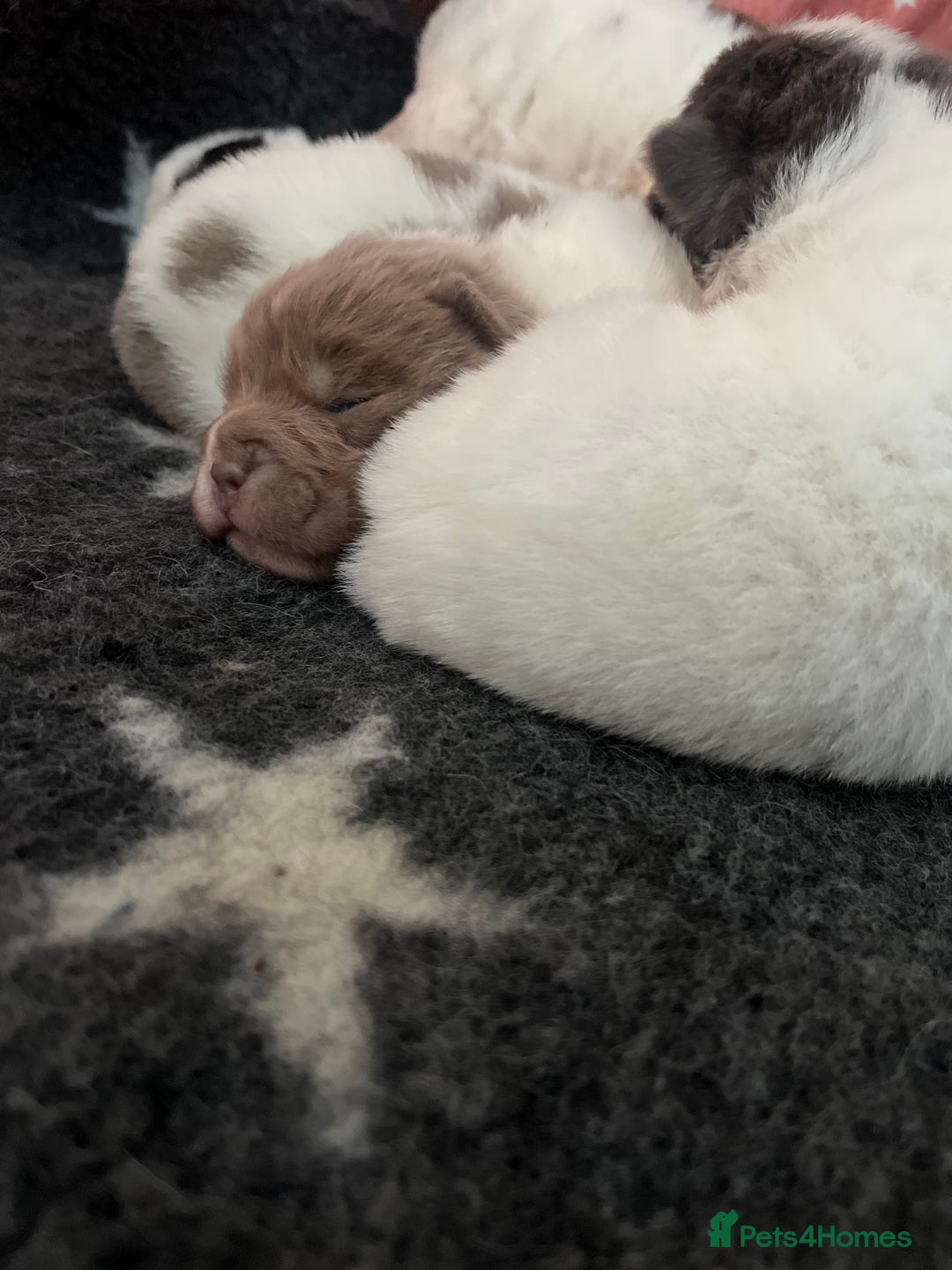 Shar Pei dogs for sale: Amazing flower bear coat !!!  - Advert 6