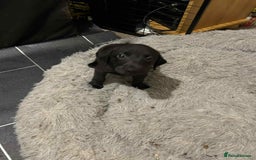 Labrador Retriever dogs for sale: Labrador puppies  - Image 8