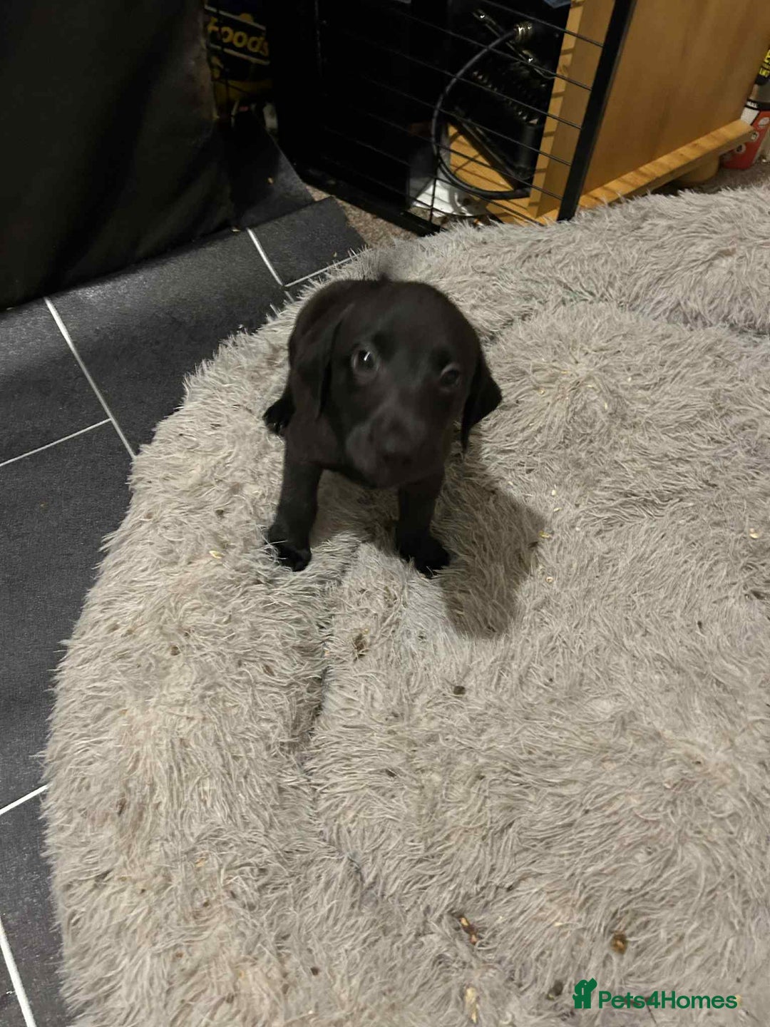 Labrador Retriever dogs for sale: Labrador puppies  - Image 8