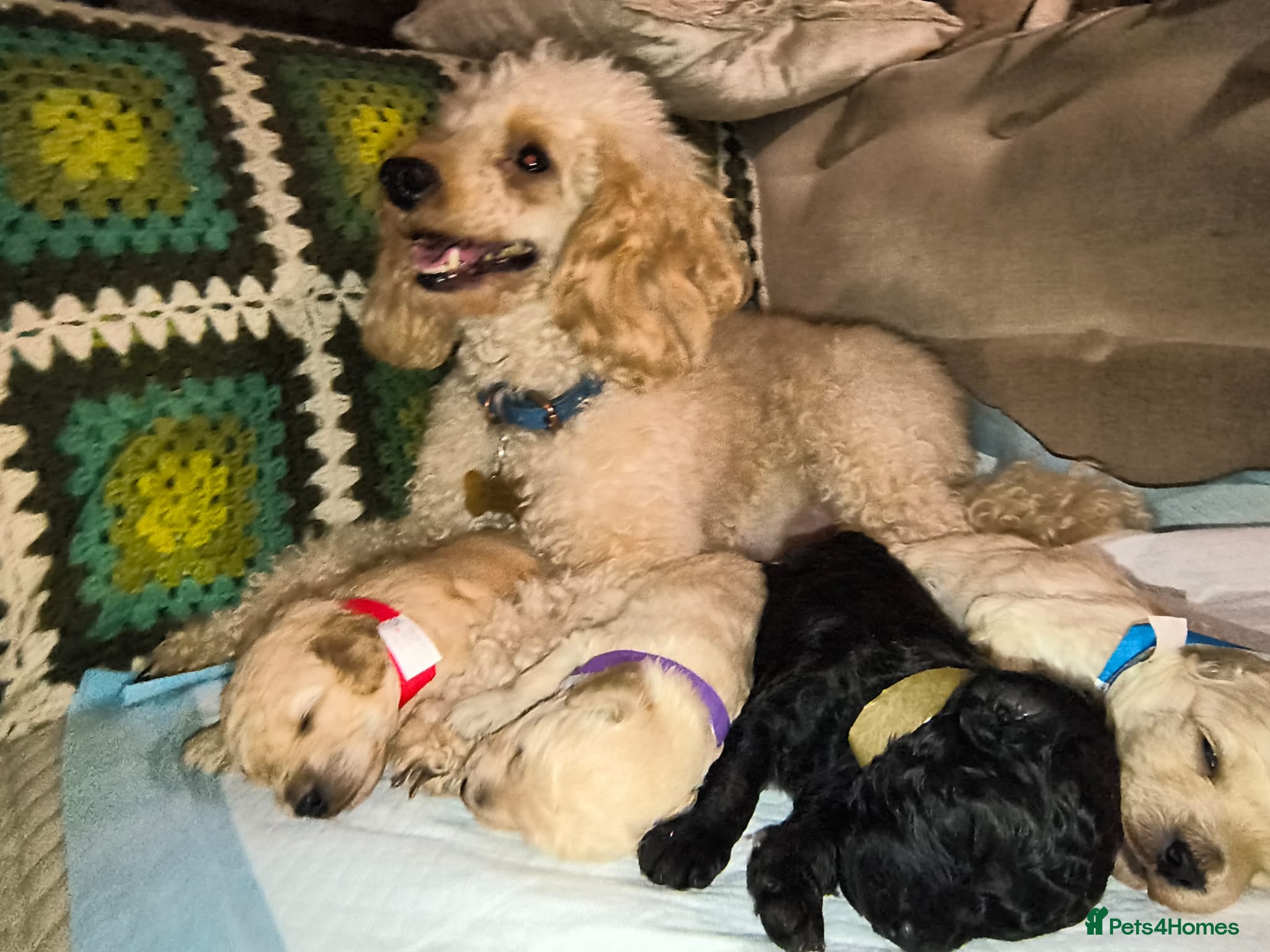 Mixed Breed dogs Toy poodle pups - Advert 1