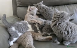 British Shorthair cats for sale: GCCF British Shorthair Kittens Champion Bloodlines - Image 18