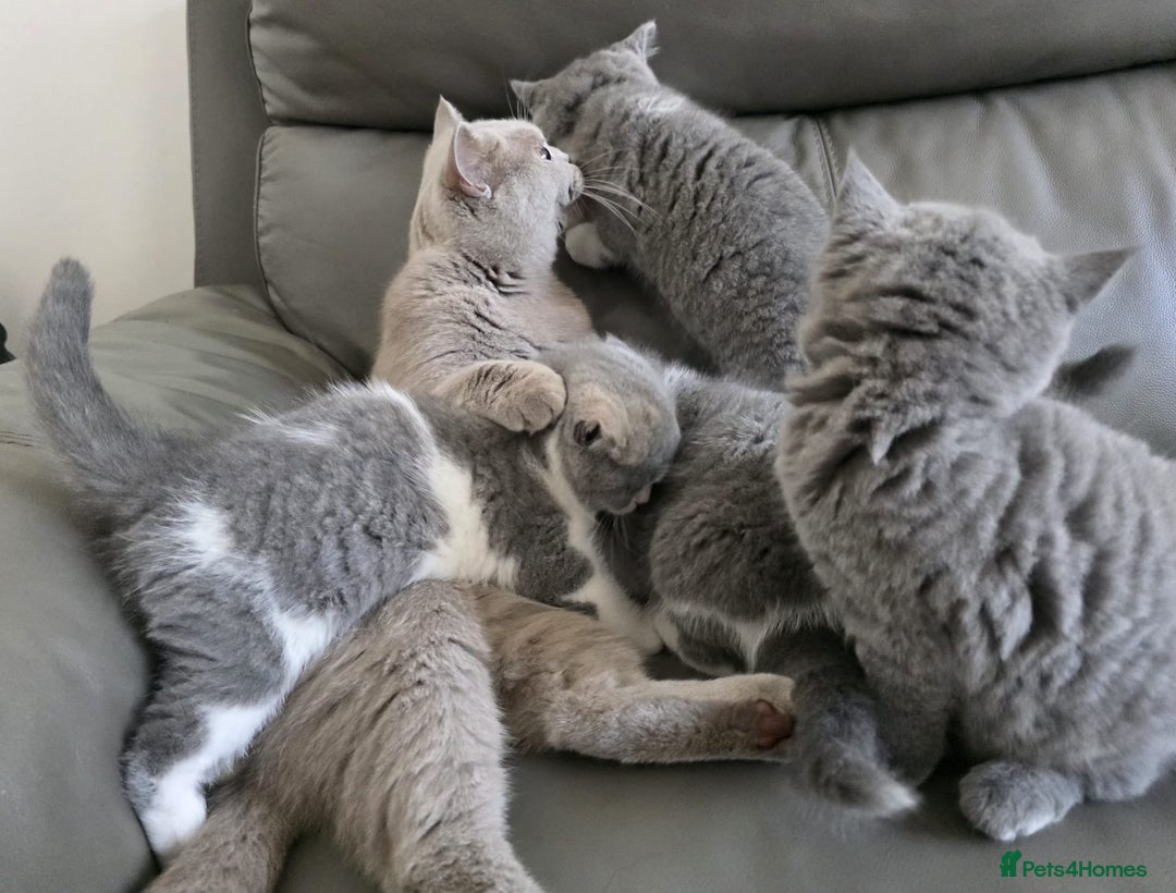British Shorthair cats for sale: GCCF British Shorthair Kittens Champion Bloodlines - Image 18