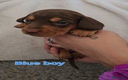 Miniature Dachshund dogs for sale: 4 week old Miniature Dachshunds - Image 21