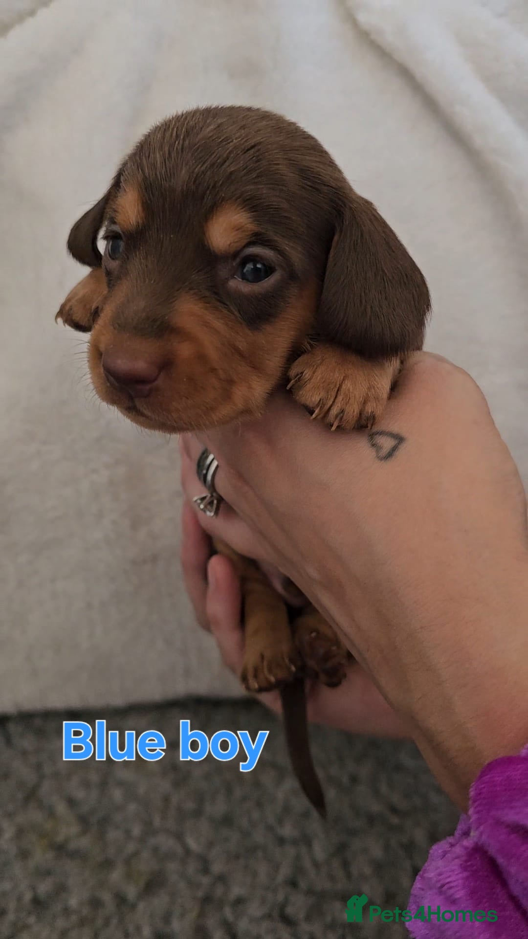 Miniature Dachshund dogs for sale: 4 week old Miniature Dachshunds - Image 21