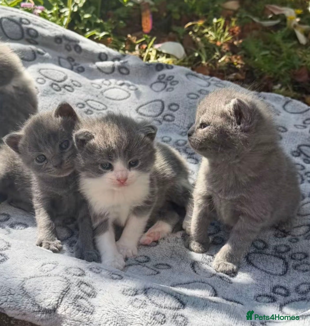 Mixed Breed cats Kittens for sale  - Advert 1