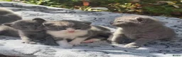 Mixed Breed cats for sale: Kittens for sale  - Advert 1