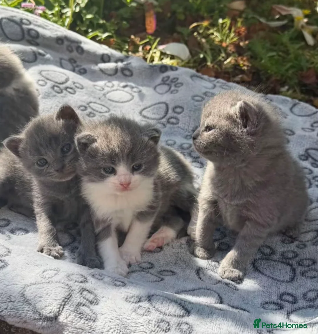 Mixed Breed cats for sale: Kittens for sale  - Advert 1