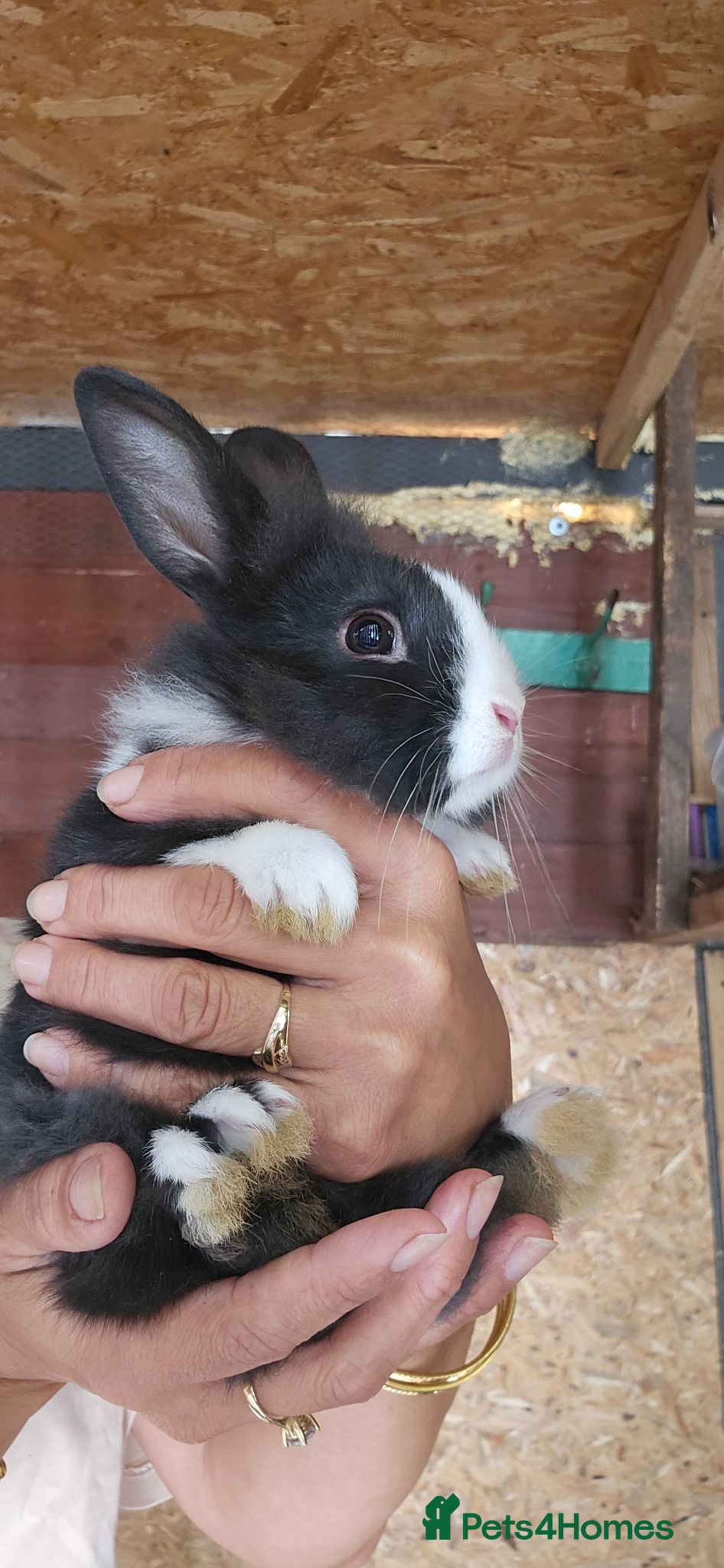 Mixed Breed rabbits They are friendly 🥰 - Advert 9