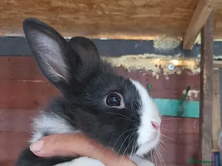 Mixed Breed rabbits They are friendly 🥰 - Advert 1