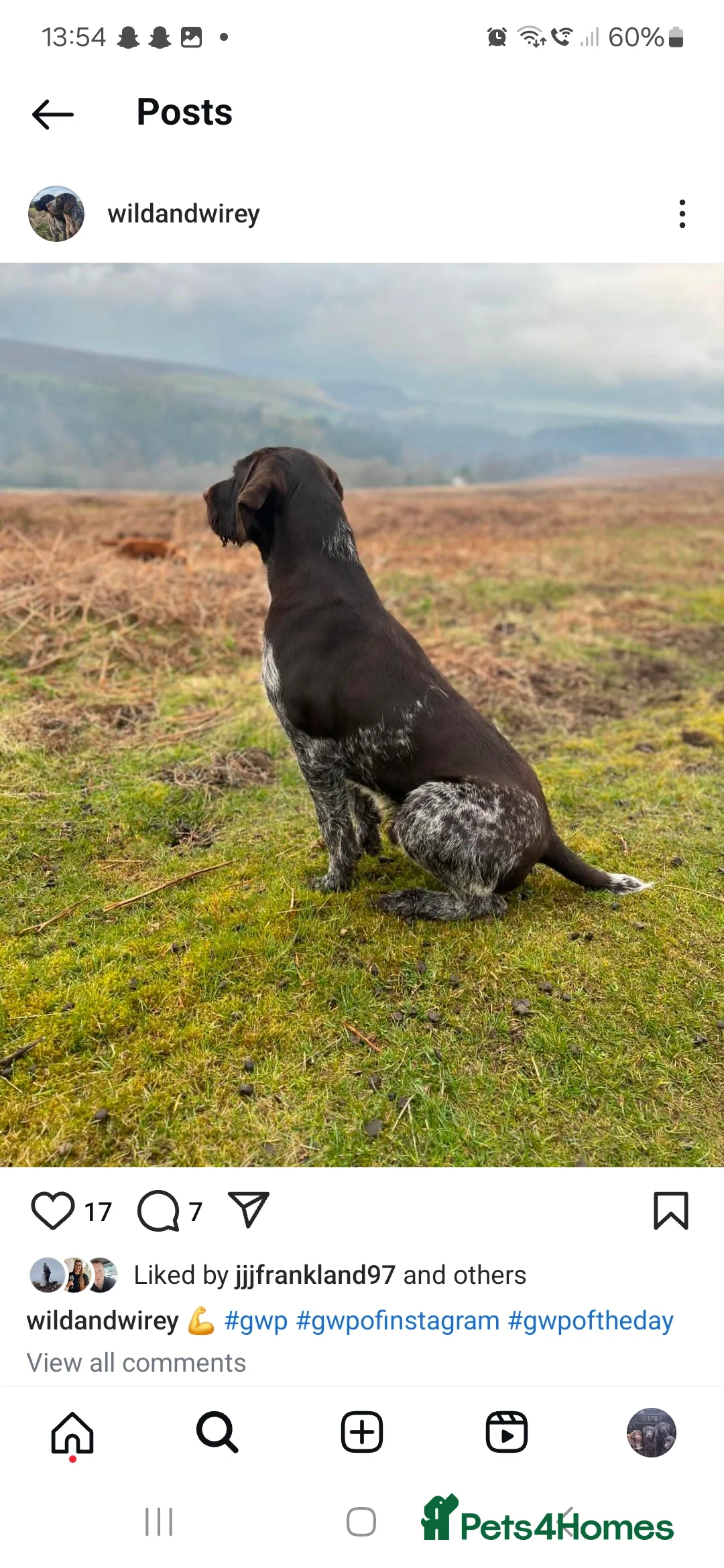 German Wirehaired Pointer dogs for stud: KC reg Experienced proven. Exceptional Hip scores in Whitby - Advert 4