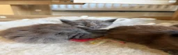 Maine Coon cats for sale: Maine Coon kittens  - Advert 27