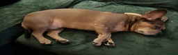 Mixed Breed dogs for sale: Very sad rehome - Advert 4
