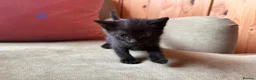 Mixed Breed cats for sale: Mixed Kittens for sale - Advert 4