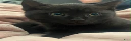 British Shorthair cats for sale: Ready now chunky black girl BSH kitten available  - Advert 4