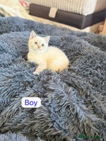 British Shorthair cats - Advert 10