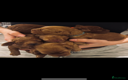 Cockapoo dogs for sale: Red Cockapoo puppies - Advert 11