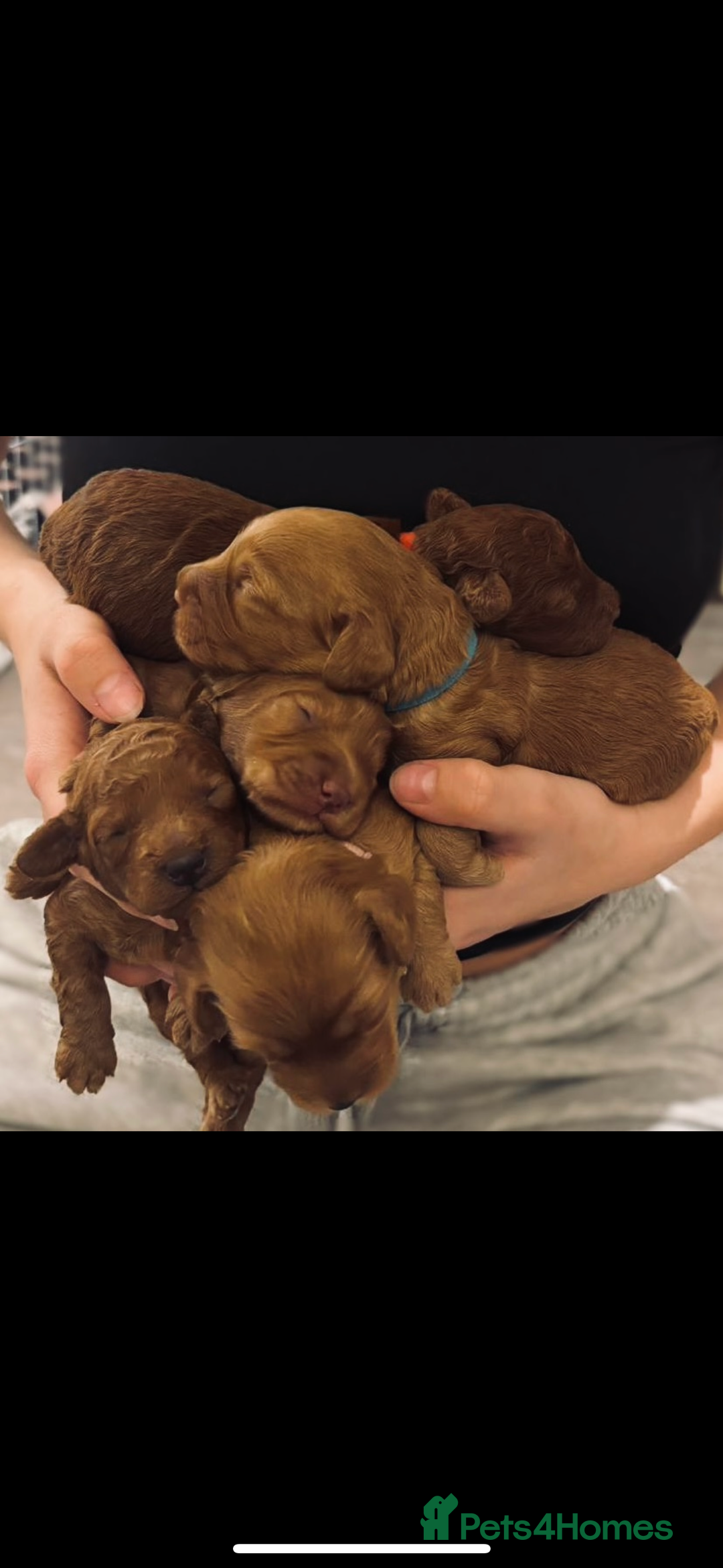 Cockapoo dogs for sale: Red Cockapoo puppies - Advert 11