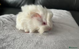 Guinea Pig rodents for sale: Stunning baby guinea pigs Abyssinian/ funkies - Image 6