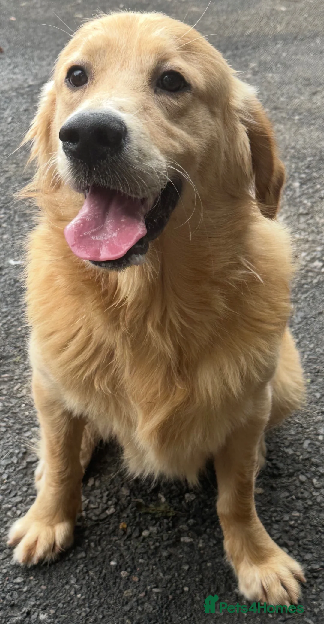 Golden Retriever dogs for stud: Golden Retriever at Stud  - Advert 2