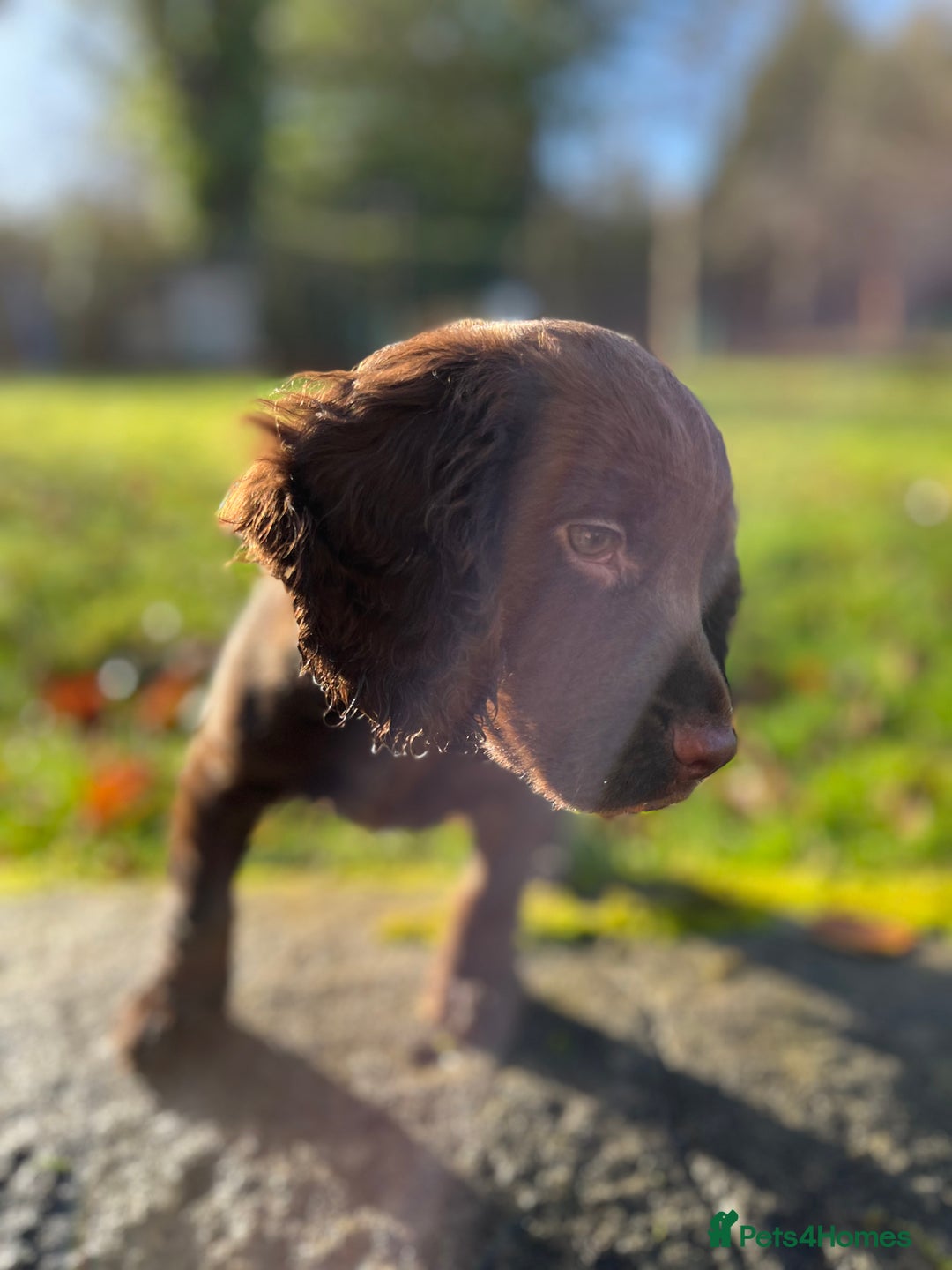 Cocker Spaniel dogs for sale: KC COCKER SPANIEL PUPPIES - Advert 8