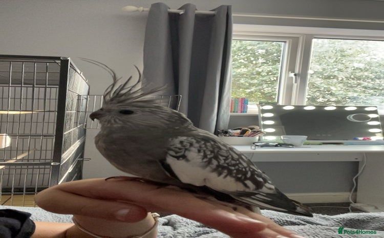 Cockatiels birds - Advert 1
