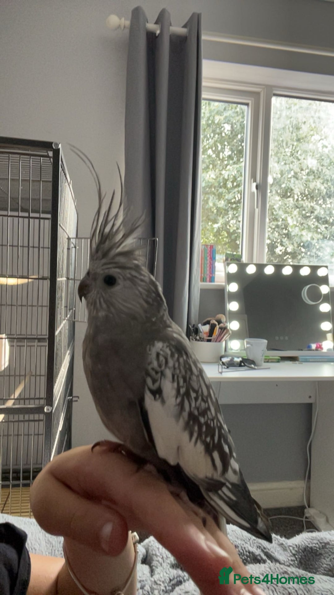 Cockatiels birds for sale: Not tame cockatiel called spike - Image 1