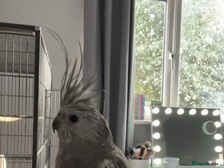 Cockatiels birds - Advert 17