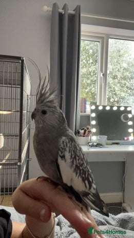 Cockatiels birds - Advert 9