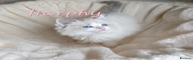 HARPHY