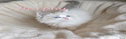 Ragdoll cats for sale:  Ragdoll Kittens FromChampionLines/licence breeder - Advert 11