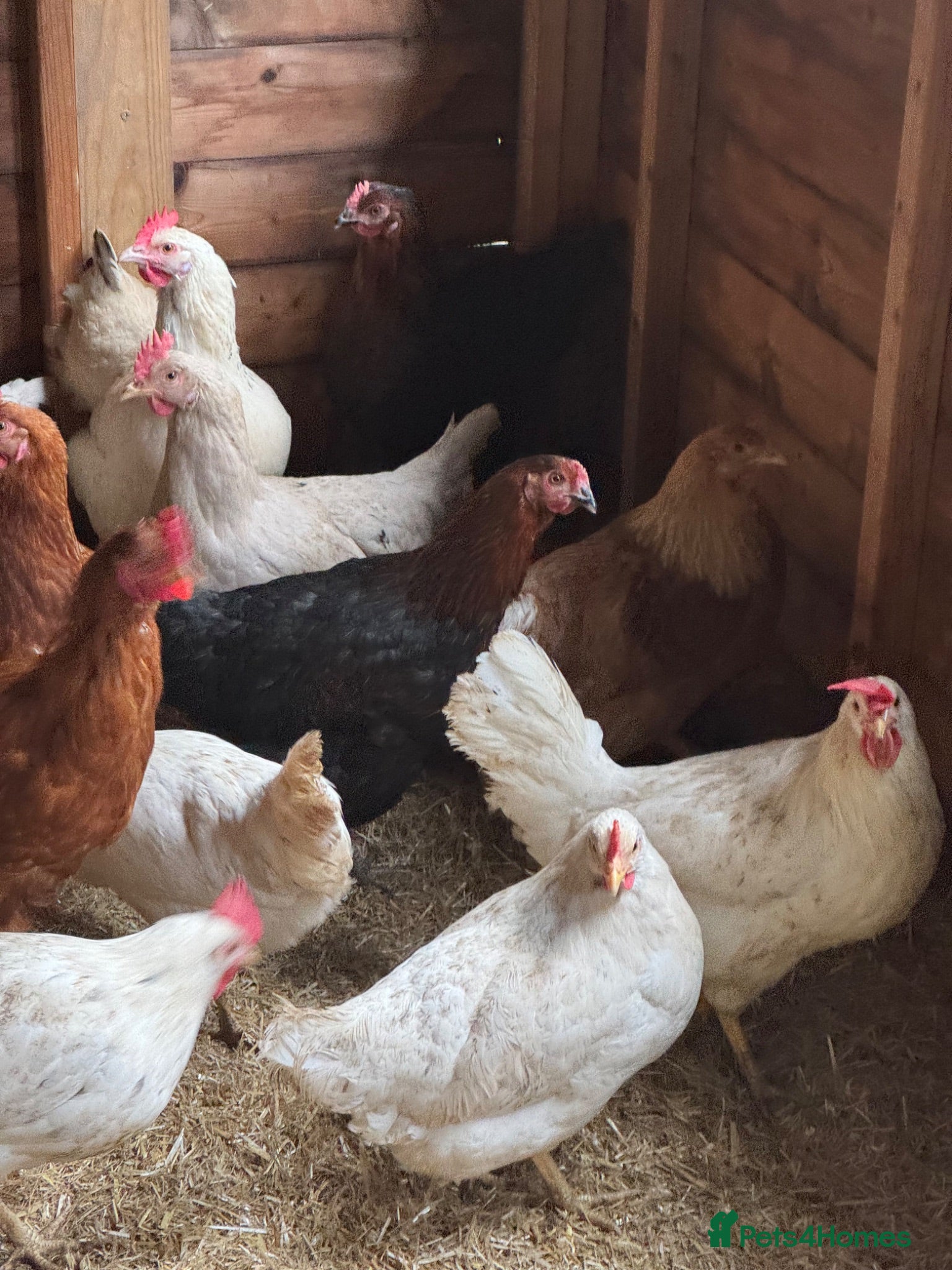 Chickens poultry Chickens and eggs!! - Advert 2