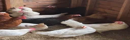 Chickens poultry for sale: Chickens and eggs!! - Advert 1