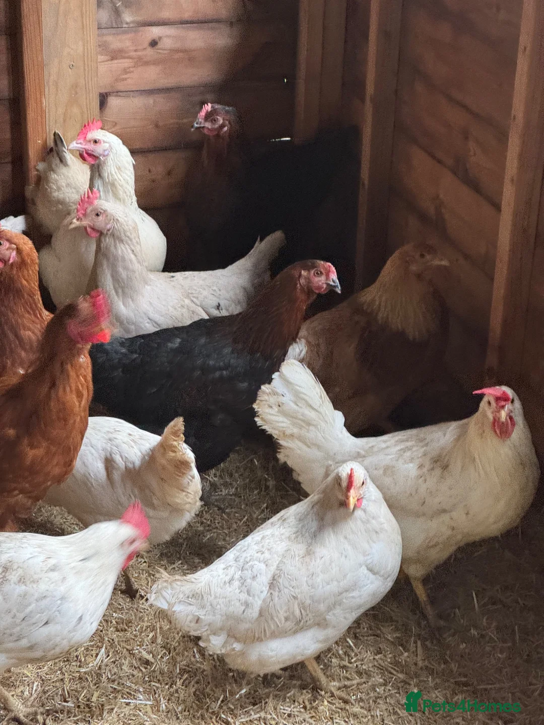 Chickens poultry for sale: Chickens and eggs!! - Advert 1