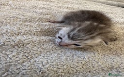 Ragdoll cats for sale: RAGDOLL X KITTENS  - Image 27