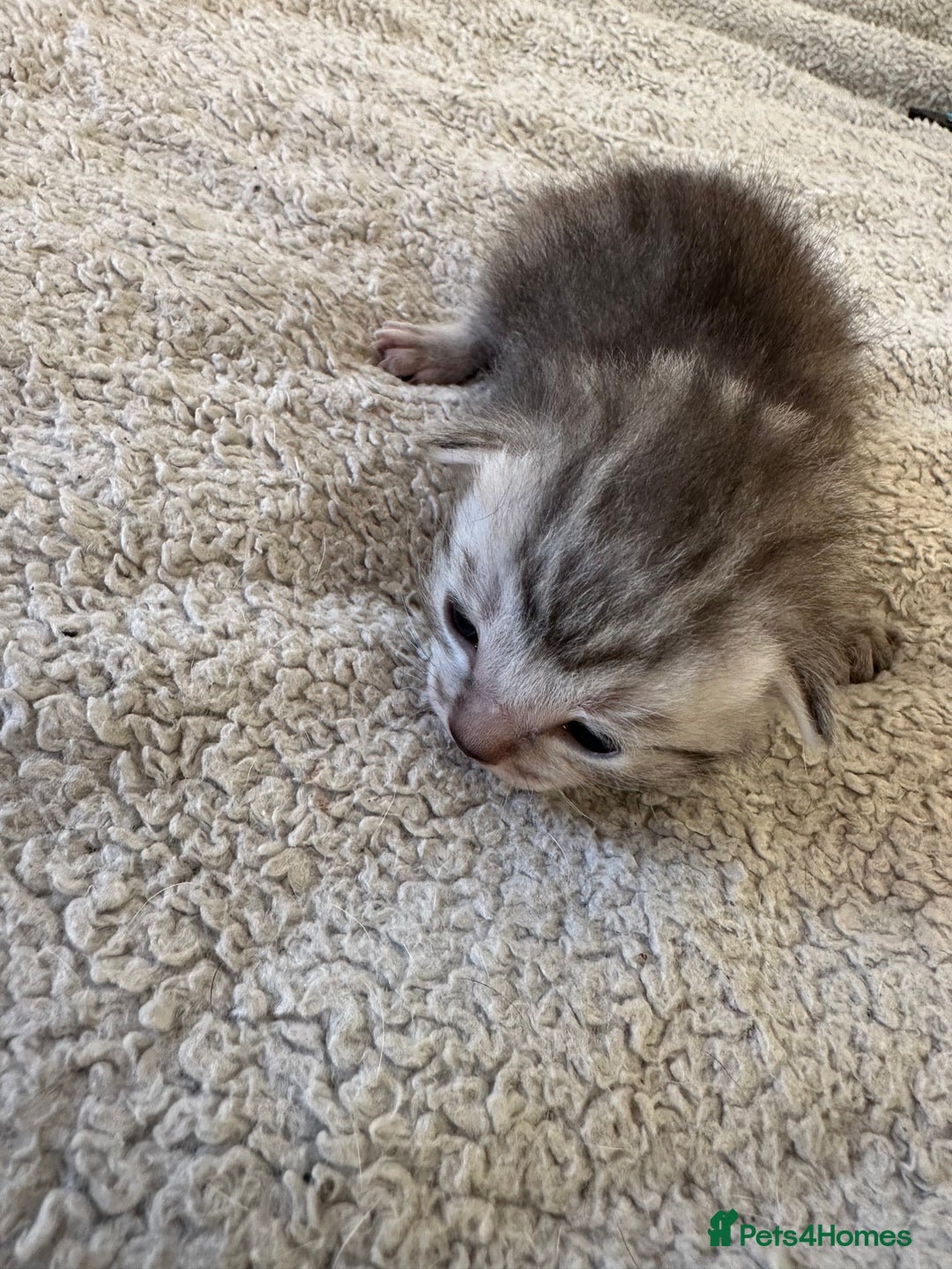 Ragdoll cats for sale: RAGDOLL X KITTENS  - Image 27