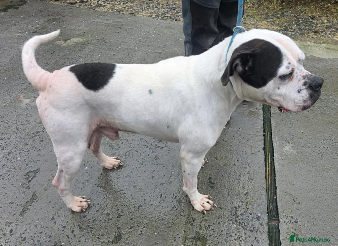 Mixed Breed dogs for adoption: CHARLIE 4yr old Mixed Breed - Advert 1