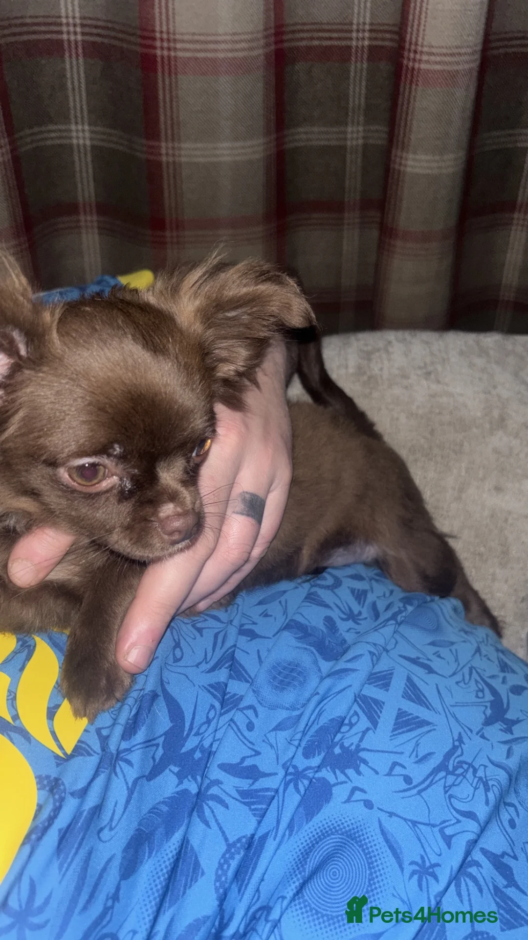 Chihuahua dogs for sale: Dog for sale  - Advert 4