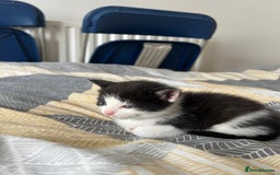 Mixed Breed cats for sale: Adorable 5-Week-Old Kittens Ready for Loving Home  - Image 23