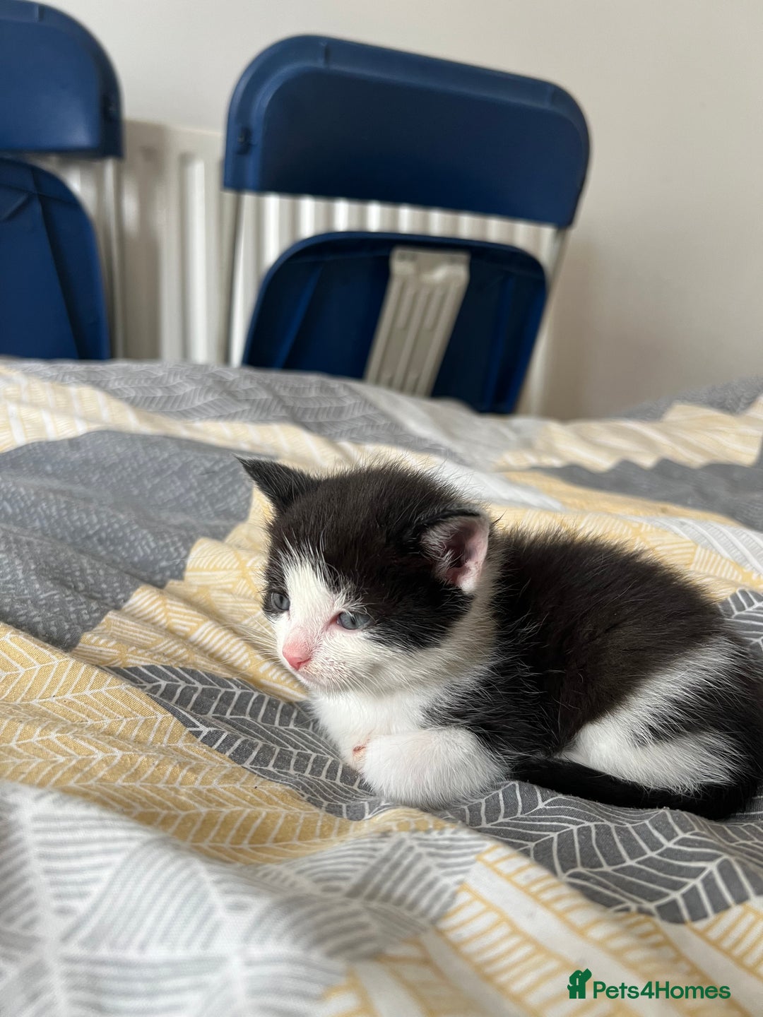 Mixed Breed cats for sale: Adorable 5-Week-Old Kittens Ready for Loving Home  - Image 23