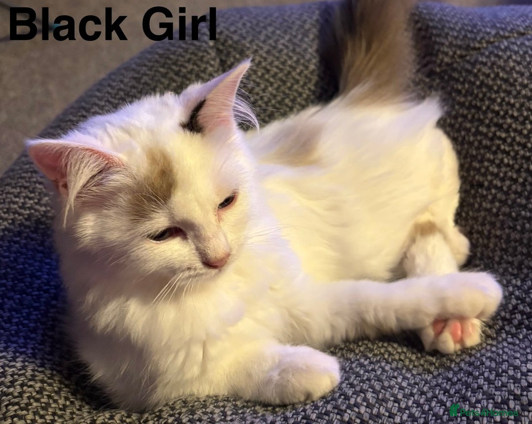 Ragdoll cats for sale: Two Boy pure Ragdoll kittens-Reduced-Vaccinated - Image 10