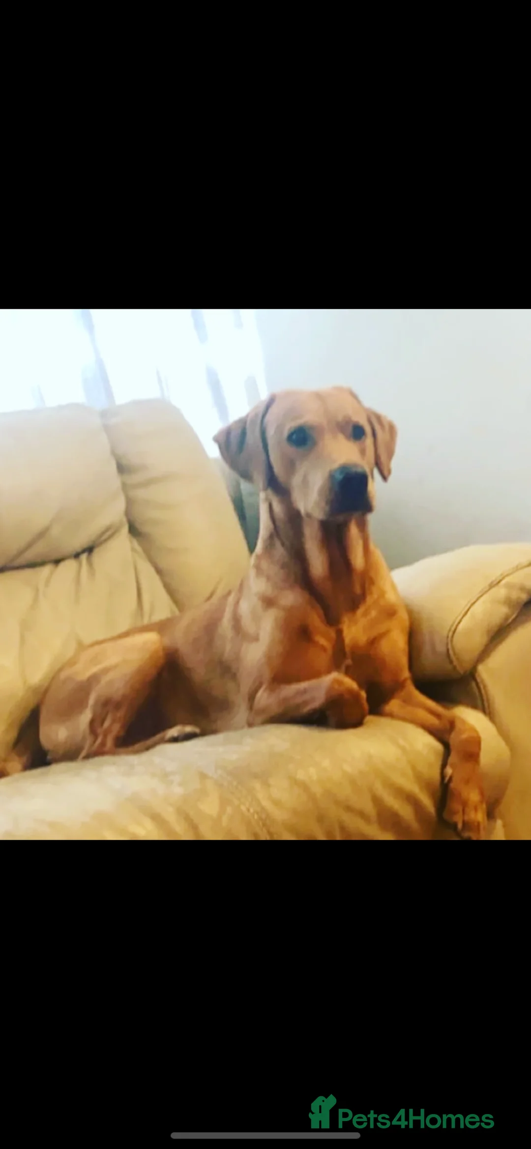 Labrador Retriever dogs for stud: Fox red lab stud only  - Advert 1