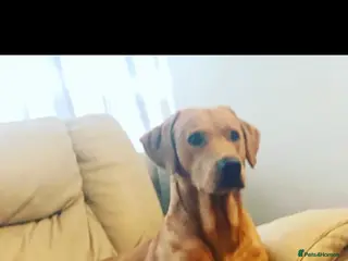 Labrador Retriever dogs Fox red lab stud only - Advert 1