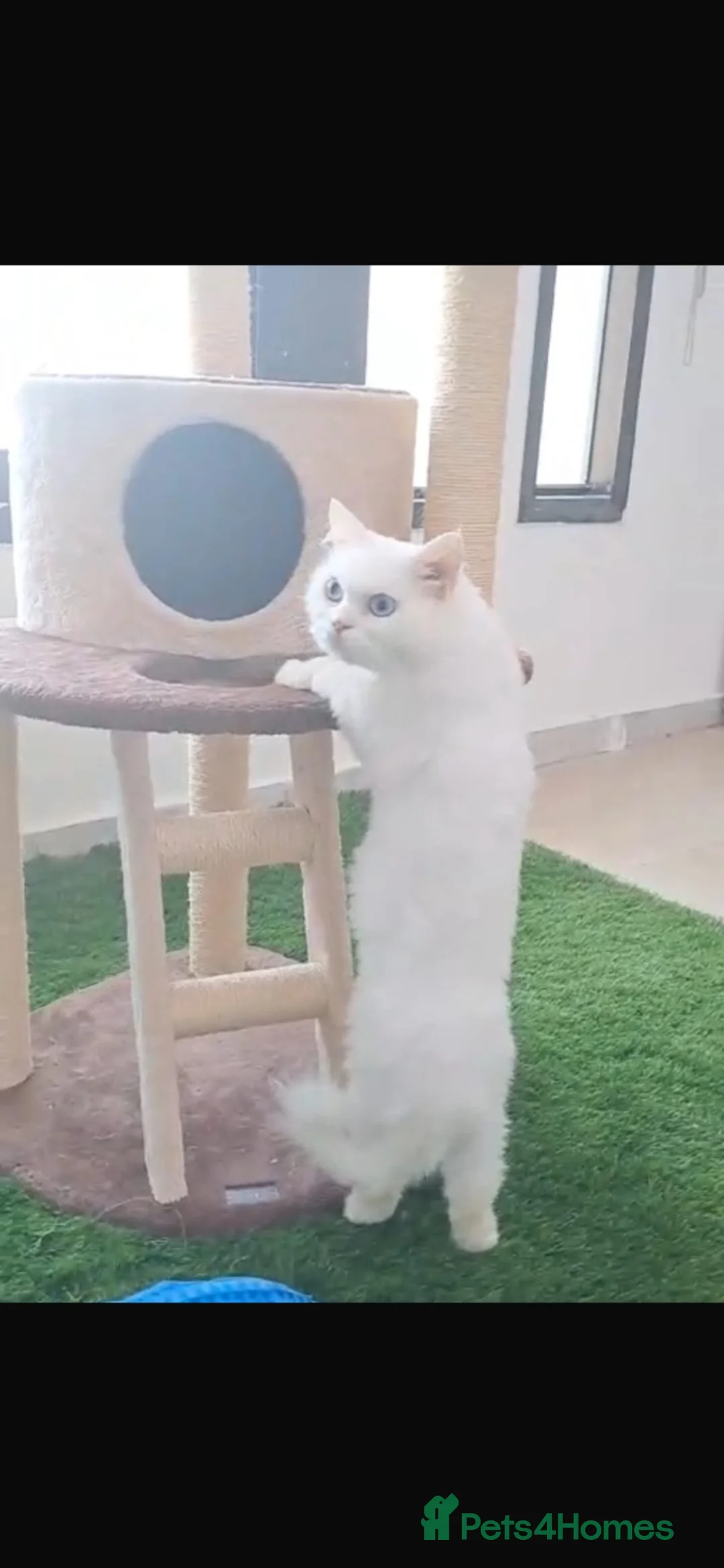 Mixed Breed cats for sale: ECHOO PERSIAN BOY- ROAN BOY DSH COLLETTE USA SH  - Advert 2